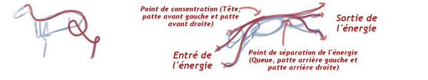 Dessiner un mammifère en mouvement