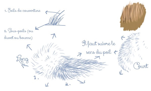 Dessiner les poils des animaux