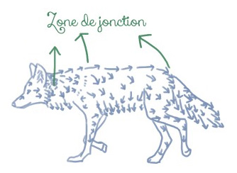 Dessiner les poils des animaux