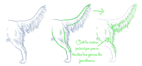 Dessiner une queue de chien