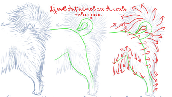 Dessiner une queue de chien