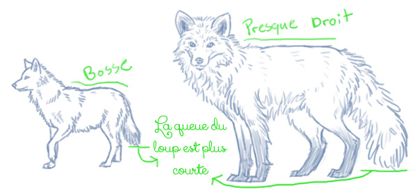 Dessiner les renards